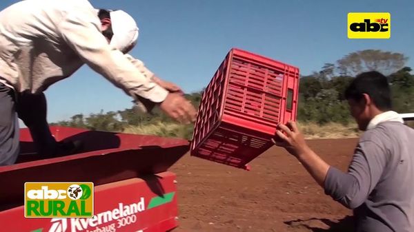 Abc Rural: Cómo es el cultivo mecanizado de papa - ABC Noticias - ABC Color