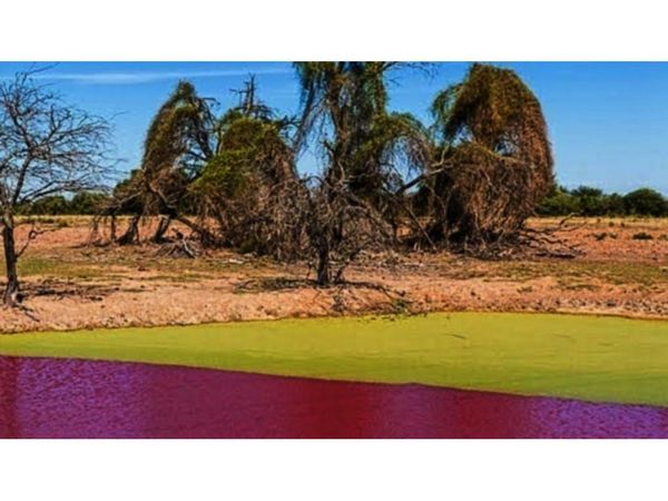 Un fenómeno natural tiñe de rojo un lago en el Chaco