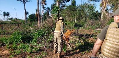 Incautan y destruyen marihuana en Yby Yaú