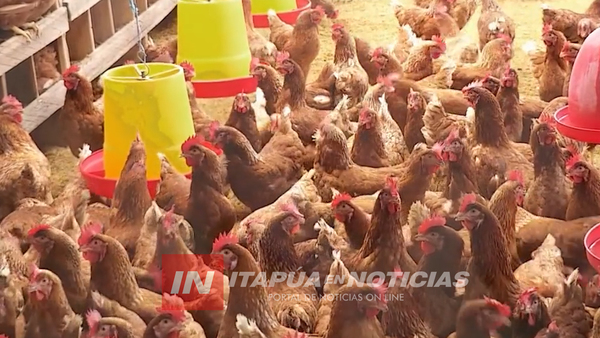 APUNTARÁN A LA PRODUCCIÓN DE AVES Y MIEL COMO RUBRO ALTERNATIVO