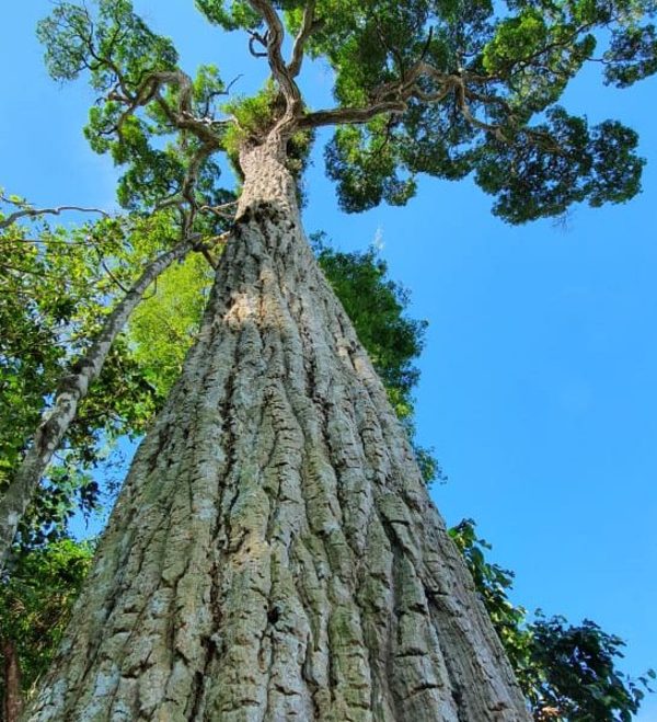 Con un yvyraromi de 400 años y acciones de reforestación, ITAIPU celebra el Día Nacional del Árbol
