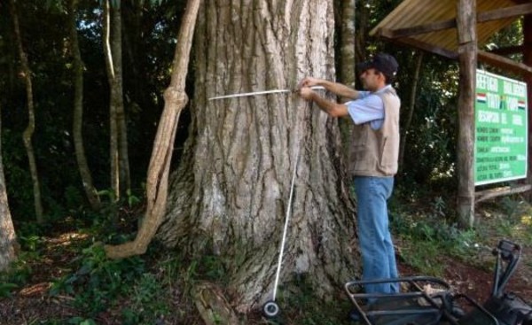 Celebran día del árbol con Yvyraromi de 400 años en la Itaipu
