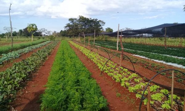 Instalan sistema de riego para que en Mallorquín produzcan todo el año – Diario TNPRESS