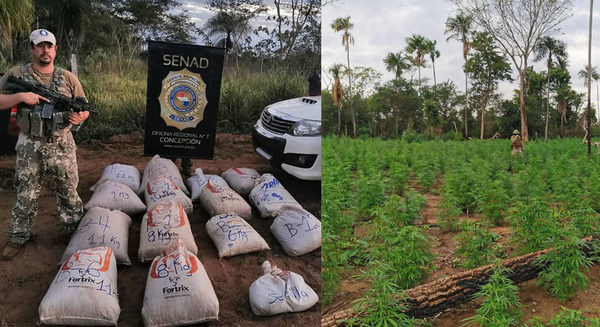 SENAD ANULA MÁS DE 9.600 KILOS DE MARIHUANA EN CONCEPCIÓN