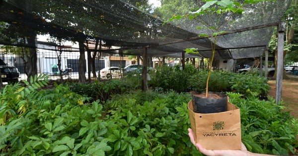 Regalan plantines de especies nativas en el Día del Árbol