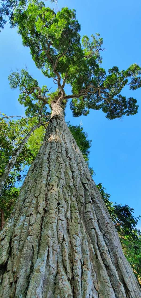Día Nacional del Árbol: Un yvyraromi de 400 años se destaca en la reserva de Itaipú