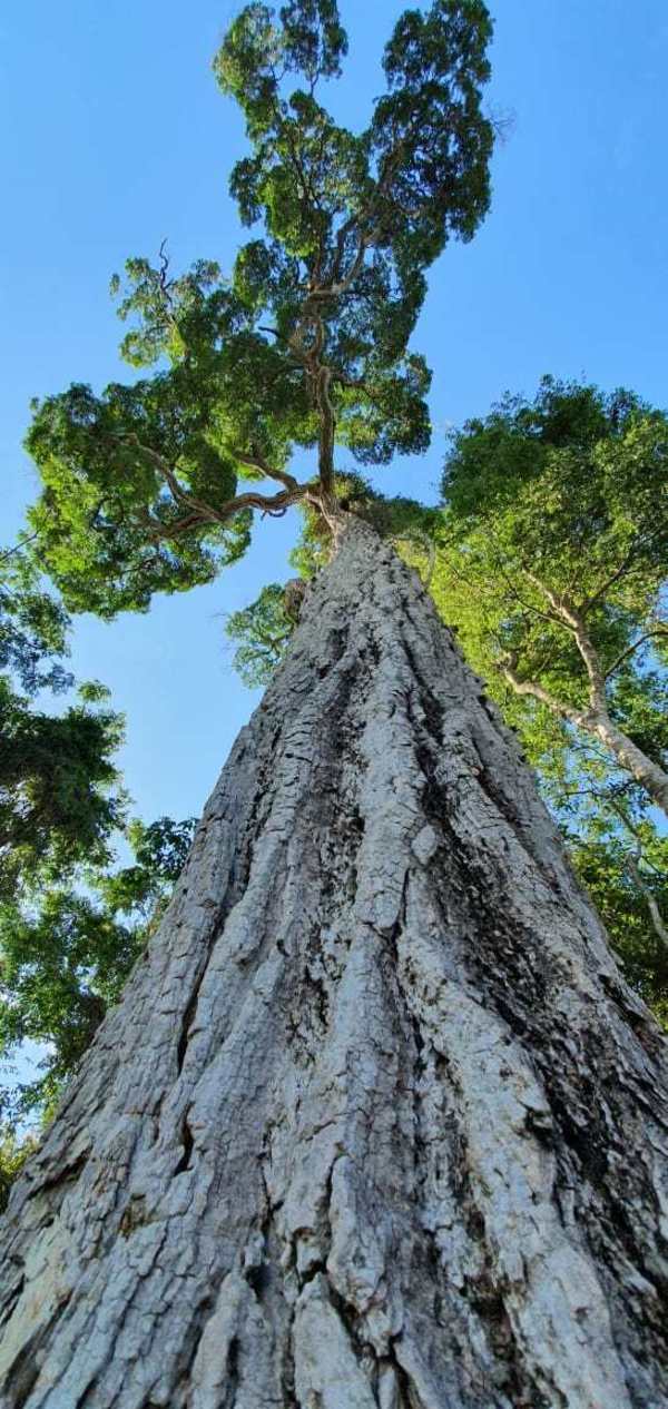 Itaipu celebra el Día Nacional del Árbol con un yvyraromi de 400 años