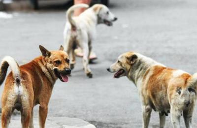 El abandono de perros sube un 25% con la disminución progresiva del coronavirus en España - SNT