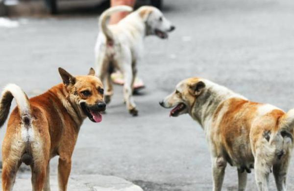 El abandono de perros sube un 25% con la disminución progresiva del coronavirus en España - SNT