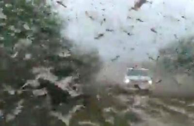 Los impactantes videos de la plaga de langostas que llega a Argentina - SNT