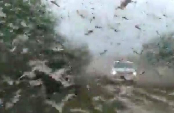 Los impactantes videos de la plaga de langostas que llega a Argentina - SNT