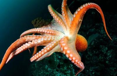Encuentran un calamar gigante de 300 kilos y cuatro metros en una playa de Sudáfrica - SNT