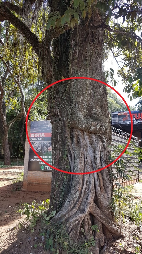 Calle'i: El árbol que se abraza a si mismo » San Lorenzo PY