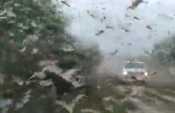 Los impactantes videos de la plaga de langostas que llega a Argentina - C9N
