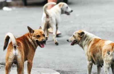 El abandono de perros sube un 25% con la disminución progresiva del coronavirus en España - C9N