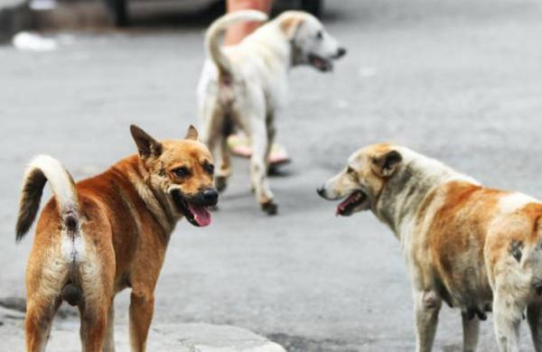 El abandono de perros sube un 25% con la disminución progresiva del coronavirus en España - C9N