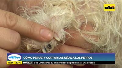 Cómo peinar y cortar las uñas a nuestros perritos - Ensiestados - ABC Color