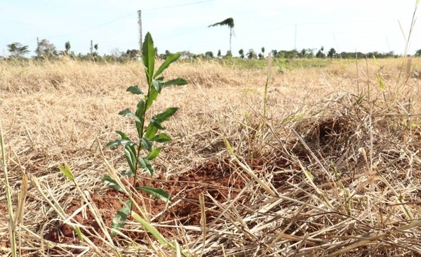 HOY / Celebran el Día Nacional del Árbol dando vida a miles de plantas nativas