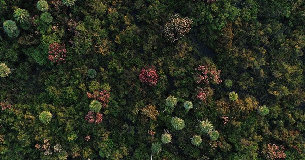 Día Nacional del Árbol: el oxígeno que mantiene con vida al planeta