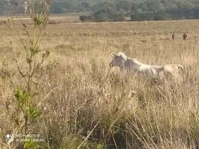 RECUPERAN ANIMAL HURTADO EN SAN PEDRO PNÁ. 