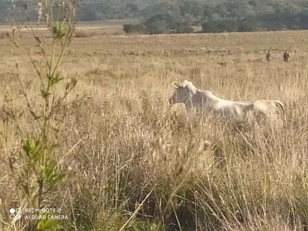 RECUPERAN ANIMAL HURTADO EN SAN PEDRO PNÁ. 