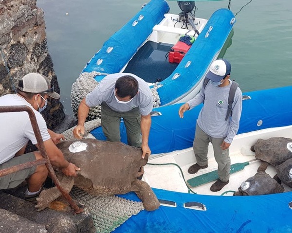 La tortuga que salvó a su especie de la extinción: Diego regresa a casa tras 87 años » Ñanduti