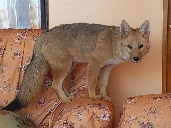 Se rompe el lazo del zorro Antonio con la familia que lo crió en Bolivia