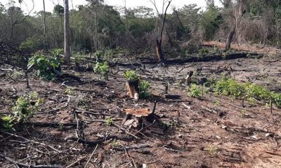 Talan especies nativas para fabricación de carbón en los límites de Reserva San Rafael – Diario TNPRESS