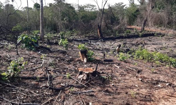 Talan especies nativas para fabricación de carbón en los límites de Reserva San Rafael – Diario TNPRESS