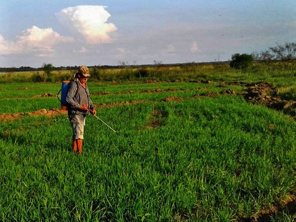 Para aumentar cosecha de arroz, claman ayuda estatal
