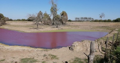 Tajamar de Loma Plata se tiñó de rojo a causa de una alga, afirman desde el Cemit-UNA