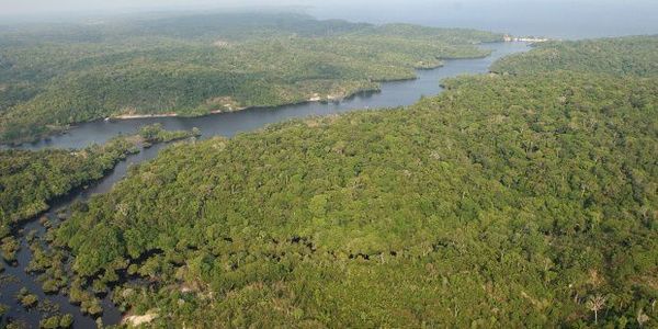 Indígenas se adentran en la selva amazónica por temor al covid-19 - Mundo - ABC Color