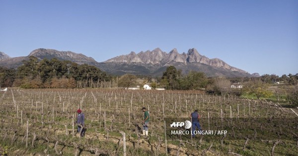 La prohibición del alcohol en Sudáfrica por el virus pone en aprietos a los productores de vino