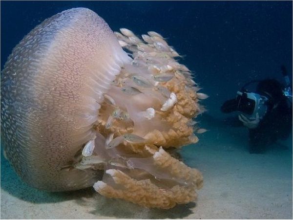 El veneno de una gigante medusa que desconcierta a los científicos