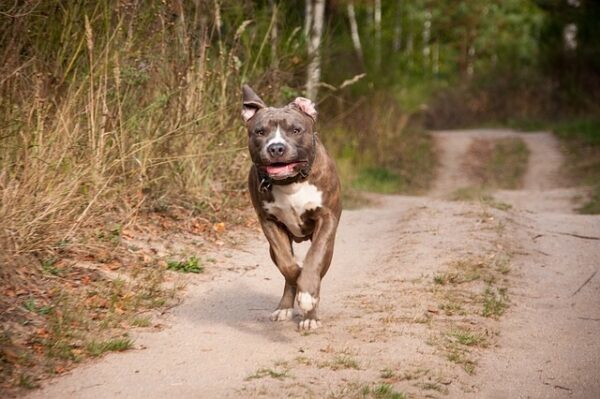 Perros pitbull acaban con la vida de joven que ingresó a vivienda