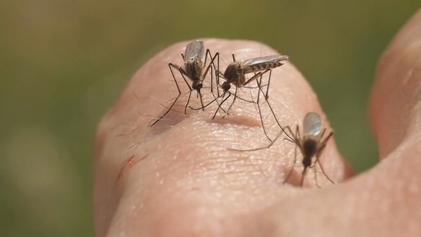 Primer caso de MALARIA en la FRONTERA enciende el ALERTA SANITARIO