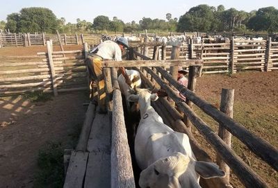 Ganaderos perderían unos US$ 700 por bajos precios - Economía - ABC Color