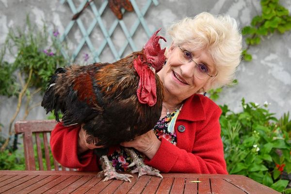 Muere famoso gallo francés Maurice - Mascotas - ABC Color