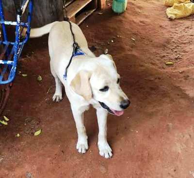Se perdió Coco • Luque Noticias