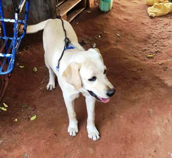 Se perdió Coco • Luque Noticias