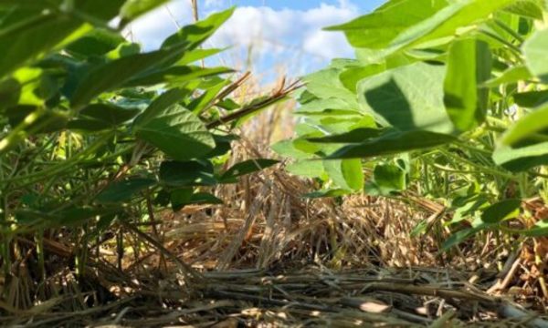 » En medio de la pandemia, la agricultura está compensando las pérdidas del 2019