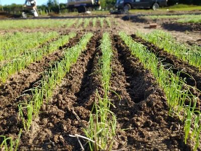 Buscan incentivar producción de cebolla en cabeza - Nacionales - ABC Color