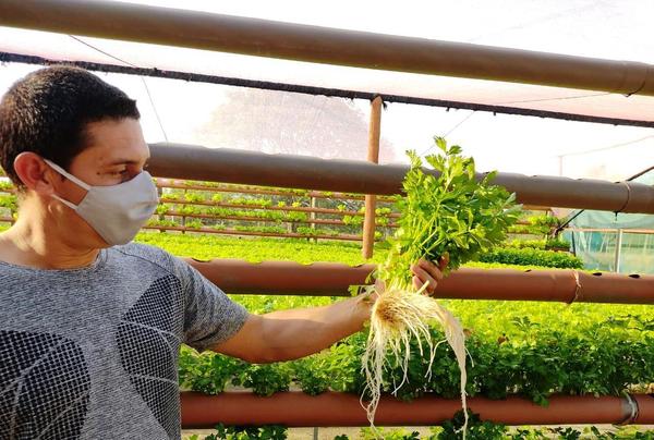 Joven apostó al exitoso cultivo hidropónico • Luque Noticias