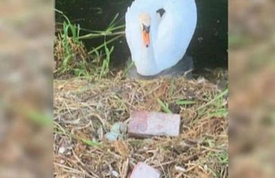 Un cisne muere de pena después de que unos adolescentes destrozaran sus huevos con ladrillos - SNT