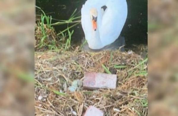 Un cisne muere de pena después de que unos adolescentes destrozaran sus huevos con ladrillos - SNT