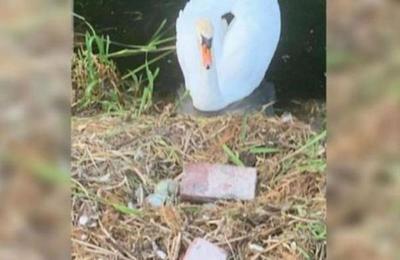 Un cisne muere de pena después de que unos adolescentes destrozaran sus huevos con ladrillos - C9N