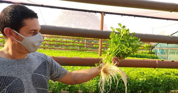 Joven agricultor de Pilar que emprendió en cultivo hidropónico busca crecer