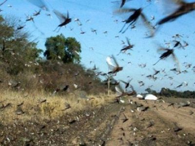 ¿Invasión de tuku karu made in Paraguay puede dejar sin yerba a los argentinos?