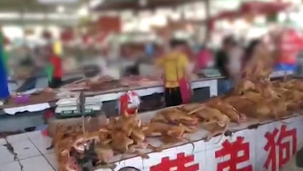 China abrió su feria anual de carne de perro en plena pandemia mundial por coronavirus - ADN Paraguayo