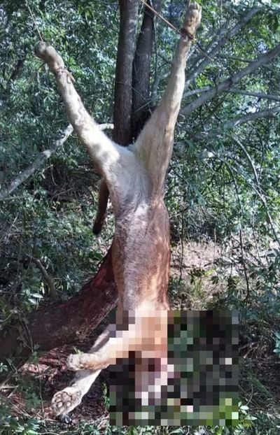 Parque de Itaipú: Encuentran restos de un puma, víctima de cazadores - Nacionales - ABC Color